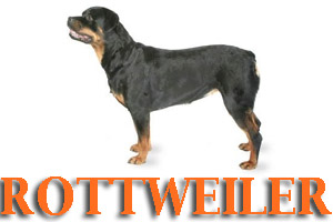 Virtual Dog Training for Rottweilers