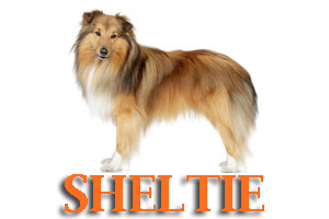 Virtual Dog Training for Shelties