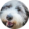 online professional dog training