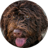 dog training packages
