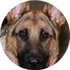 telephone dog training