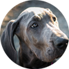 dog training mentoring program