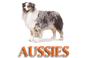 Virtual Dog Training for Australian Shepherd
