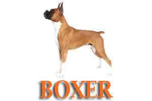 Virtual Dog Training for Boxer
