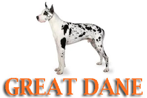 Dog Training for Great Dane