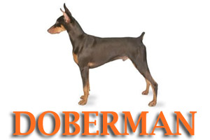 Virtual Dog Training for Dobermans