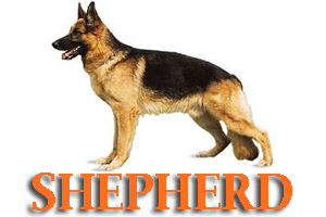 Virtual Dog Training for German Shepherd Dogs