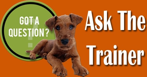 Dog Training Near Me, Online Dog Training, Virtual Dog Training, Professional Dog Training