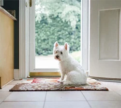 Dog waiting politely at door