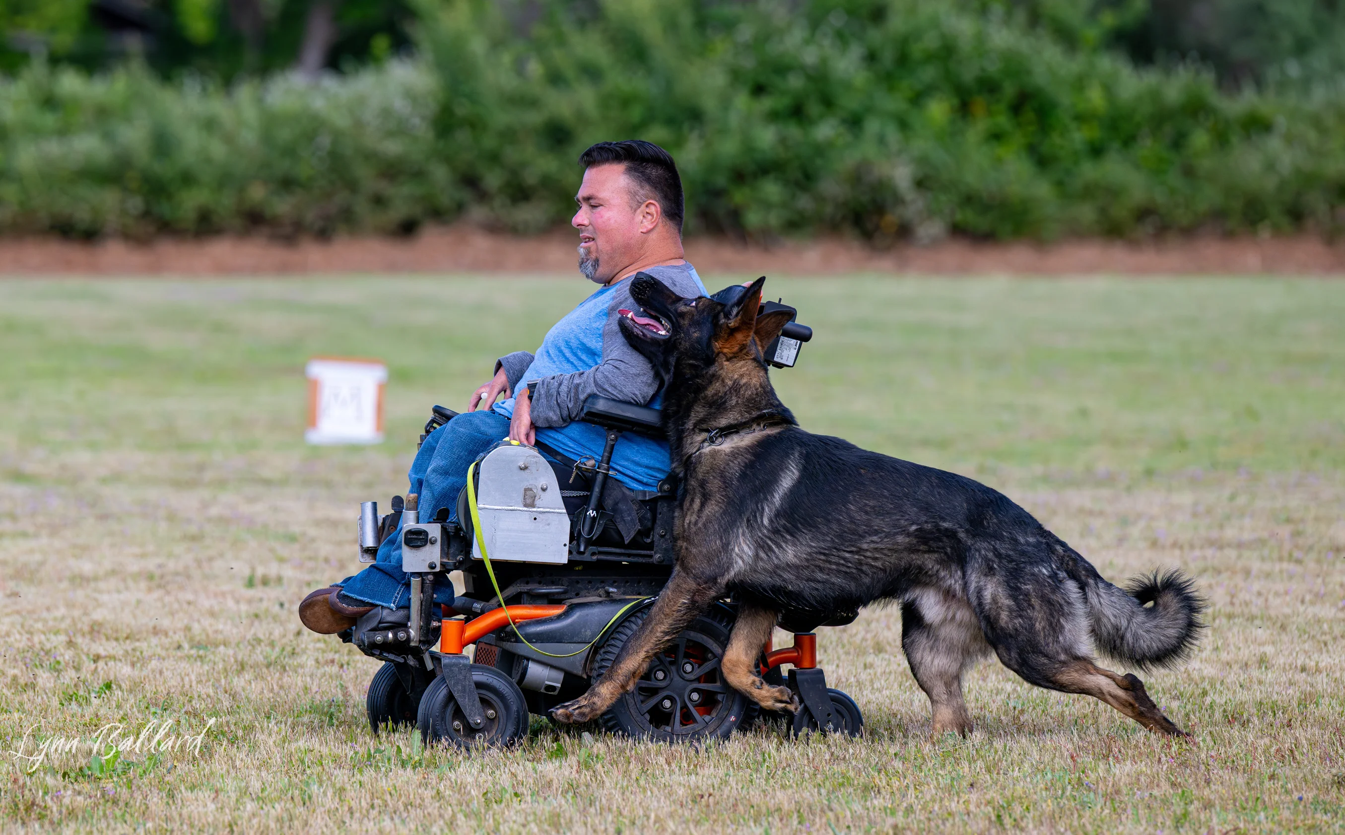 German Shepherd maintaining close engagement beside Jason Lake's wheelchair