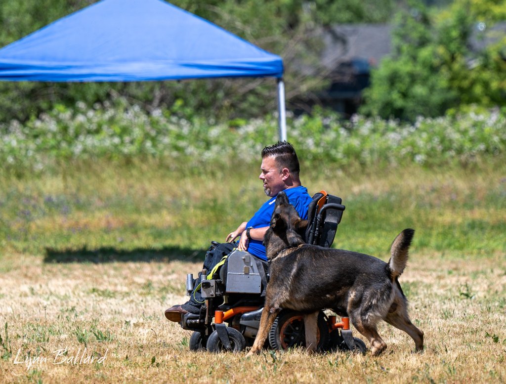 Jason Lake and a working dog performing IGP obedience on a trial field
