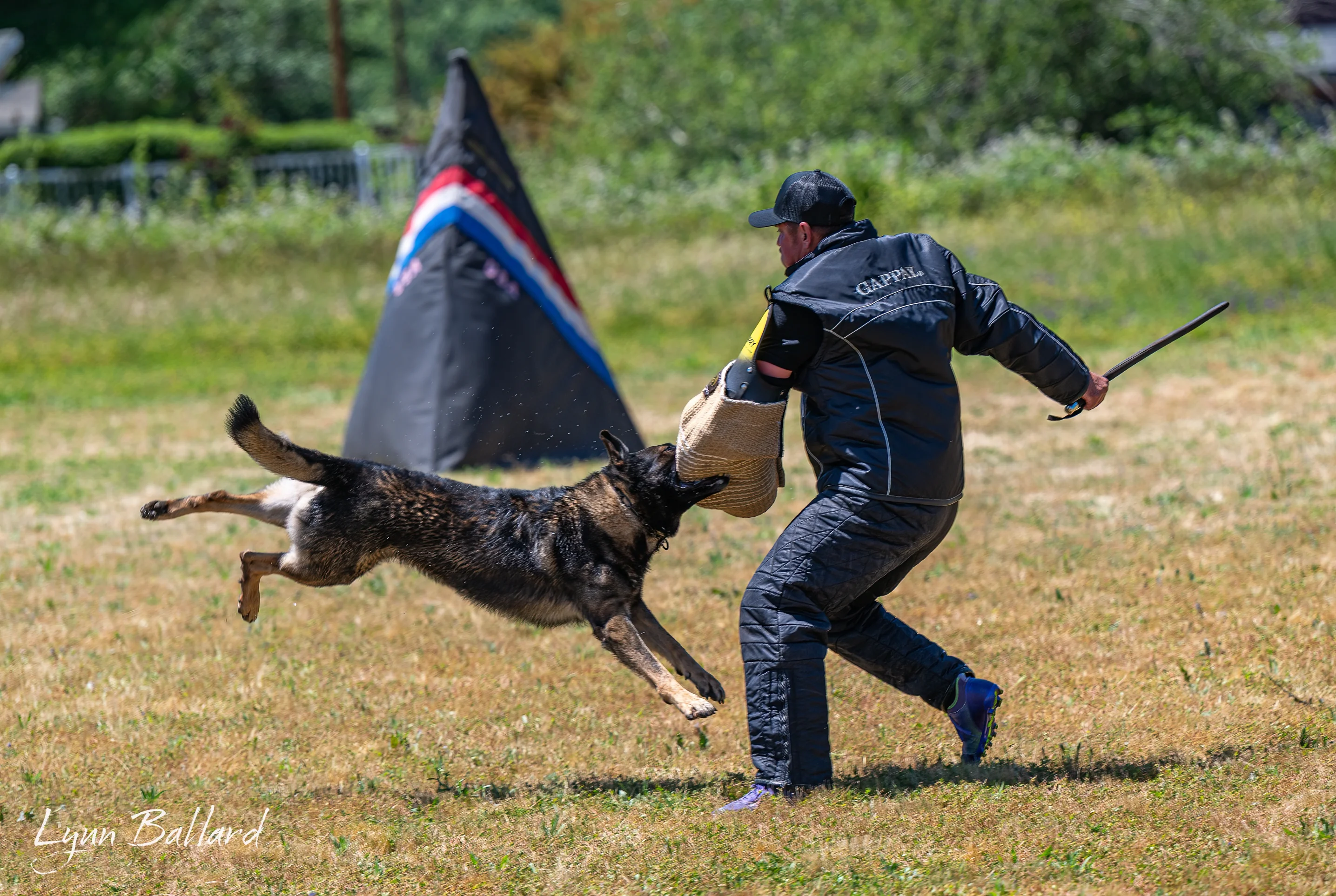Jason Lake sending a working dog into an IGP protection exercise