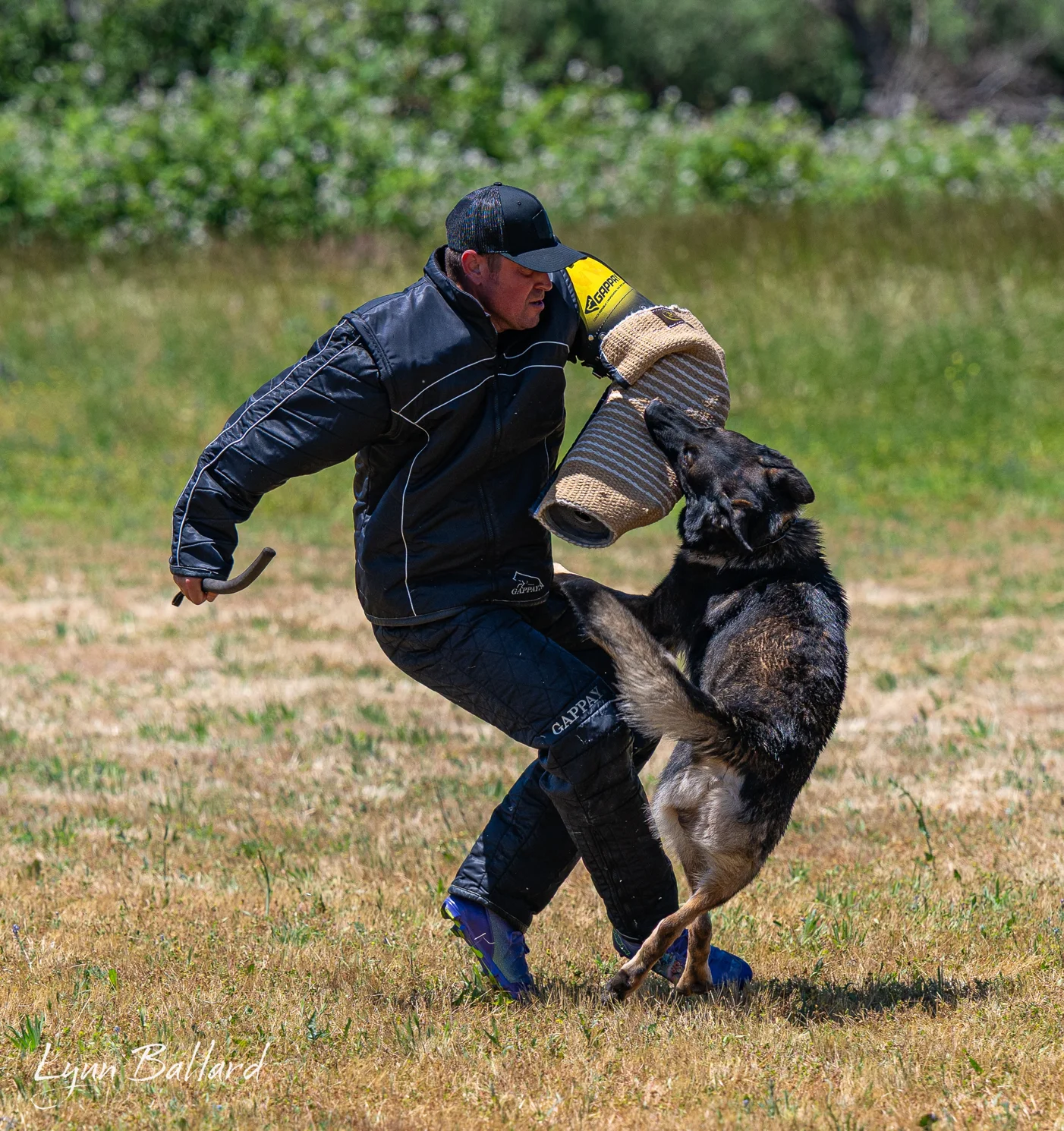 Jason Lake handling a German Shepherd during working-dog bite-work training