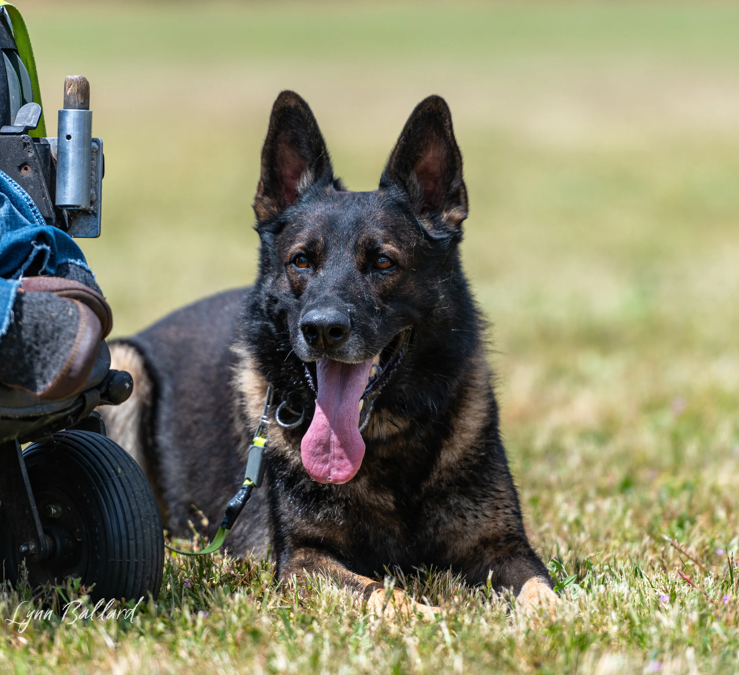 Professional dog trainer Jason Lake outdoors with two working German Shepherds