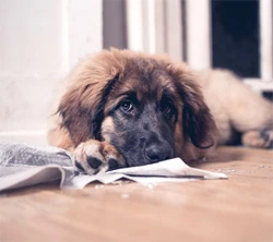 Potty training a puppy