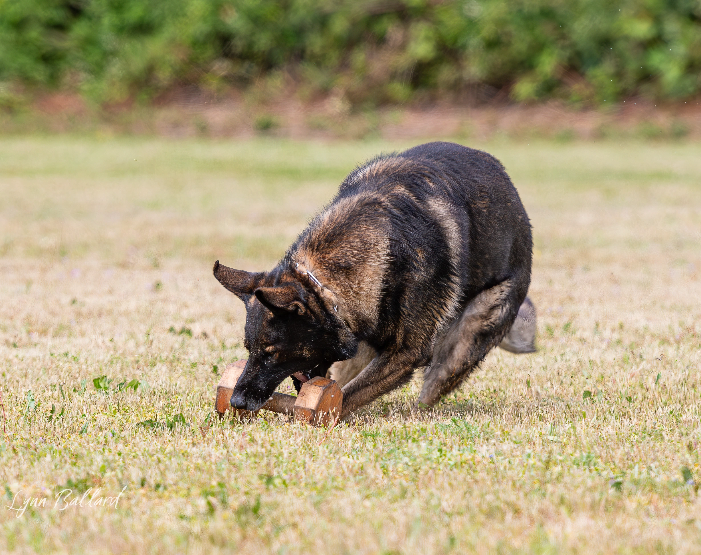professional dog trainer advice 02