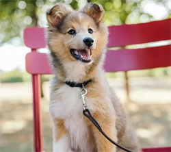 Dog pulling on leash