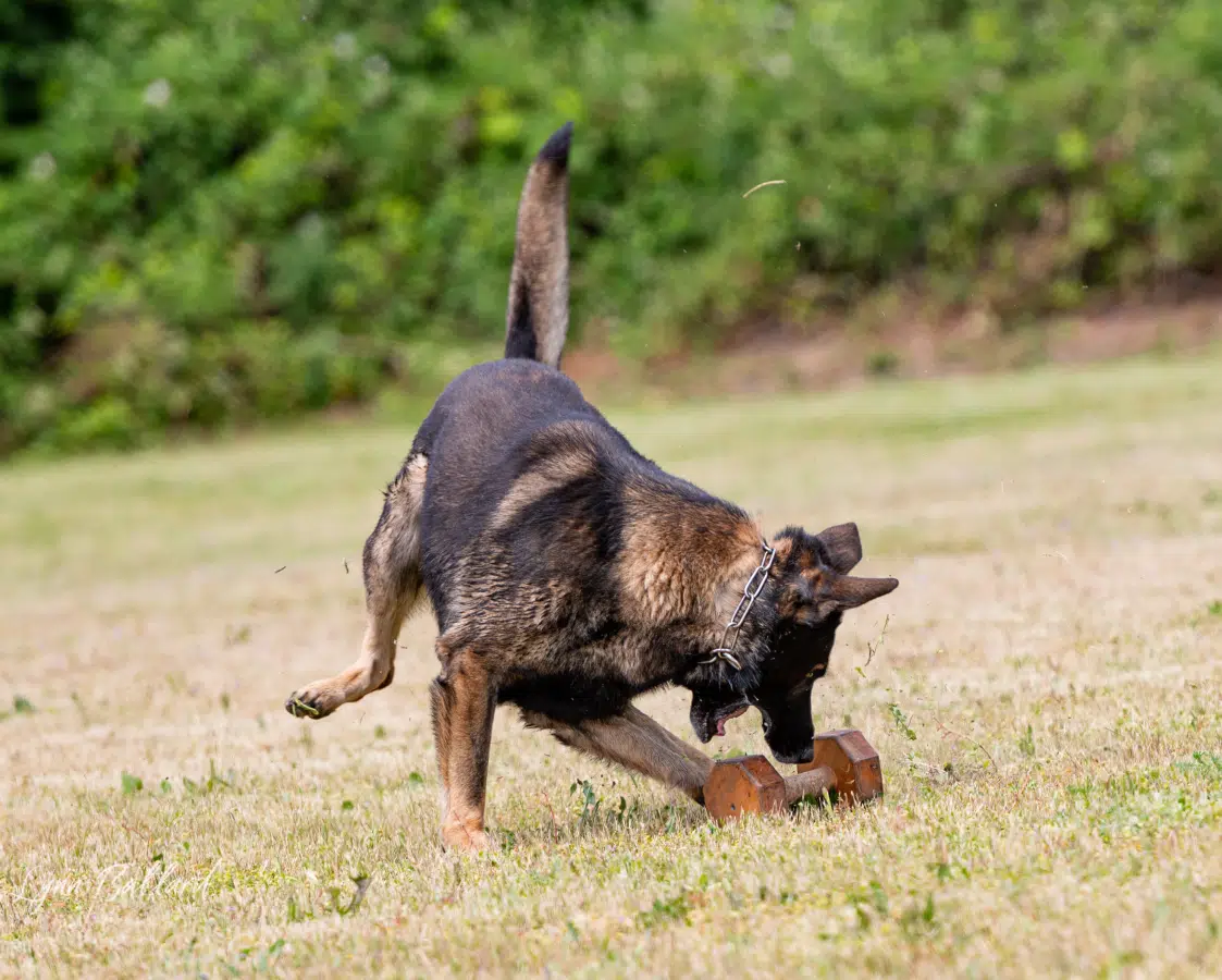puppy training help online 03