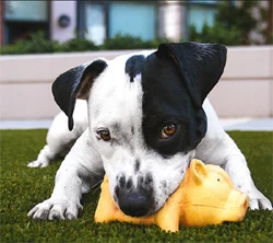 Dog showing resource guarding behavior