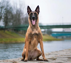 Dog holding a stay command