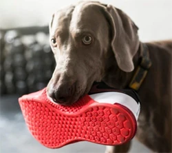 Dog stealing household items