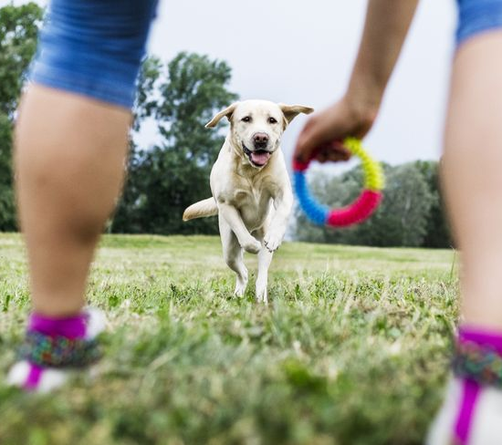 Be More Engaging With Your Dog