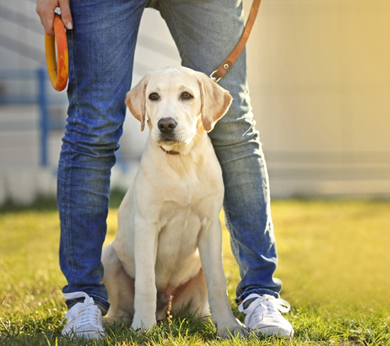 Teaching Your Dog To Be Leashed Calmly