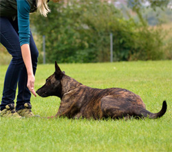 dog training near me, Online Dog Training, Virtual Dog Training, Professional Dog Training