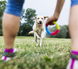 Learning How To Be More Engaging With Your Dog