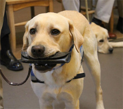 dog training near me, Online Dog Training, Virtual Dog Training, Professional Dog Training