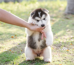 Teaching Your Puppy Not To Bite