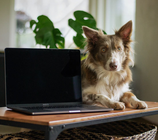 Dog Training Near Me - Online Virtual Dog Training - Online Dog