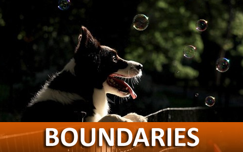 Virtual On-line Dog Training Teaching Boundaries