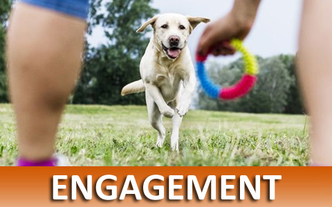 Virtual On-line Dog Training Helps With Engagement
